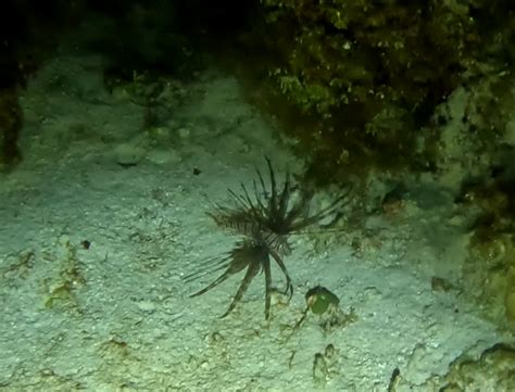 Common Lionfish From Cozumel Mx Qr Mx On October At Pm