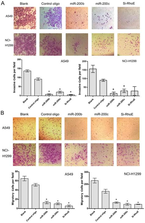 Mir B C Targets The Expression Of Rhoe And Inhibits The