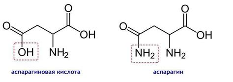 Аспарагиновая кислота: формула, свойства, применение, побочные эффекты