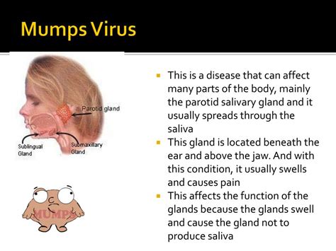 Ppt Oral Cavity Teeth Tongue And Salivary Glands Powerpoint