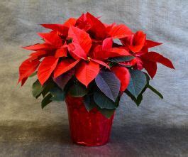 Red Poinsettia Foil Wrapped Pot Gertens Garden Center