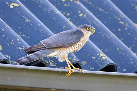 Eurasian Sparrowhawk And Northern Goshawk Photo ID Guide BirdGuides