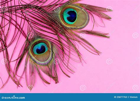 Peacock Feathers On Pink Stock Photos - Image: 25877763