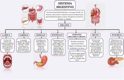 Mapa Conceptual Del Sistema Digestivo