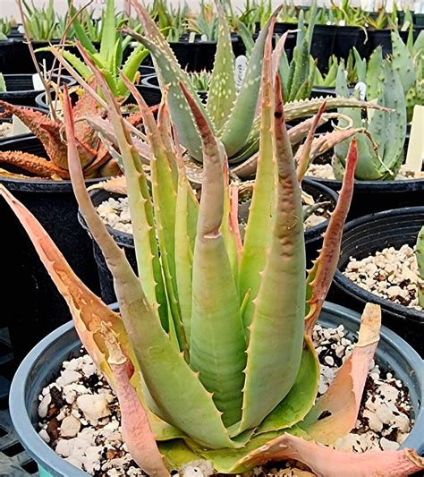 Rare Large 1g Aloe Trigonantha These Are Seed Grown Aloes Etsy