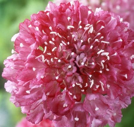 Scabiosa Atropurpurea Salmon Queen Duifkruid Zalmkleurig Tuingoedkoop