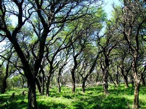 El Espinal Ambiente Argentino