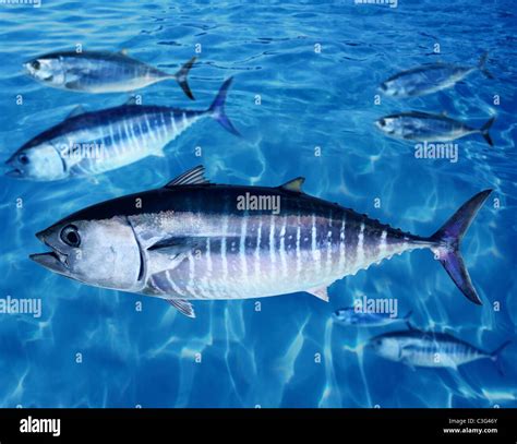 Bluefin Tuna Thunnus Thynnus Swimming Hi Res Stock Photography And