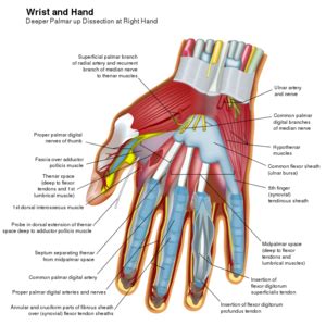 Hand cellulitis - WikEM