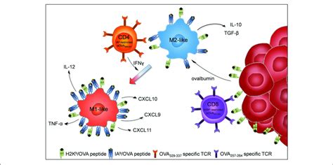 Proposed Model Of Tam Repolarization Upon Adoptive Transfer Of Tumor