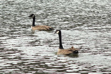 Geese Austin