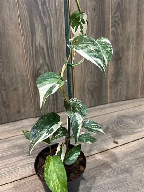 Epipremnum Pinnatum Variegated In Pot Etsy