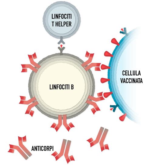 Come Funziona Il Vaccino Pfizer Contro Il Coronavirus Justnerd It