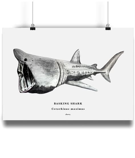 A4 Basking Shark With Scientific Name Fine Art Bamboo - Etsy