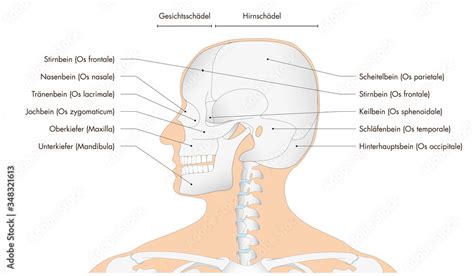 Anatomie menschliches Skelett Schädel deutsche Beschriftung Stock