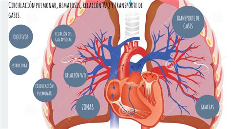 Circulación pulmonar hematosis relación V Q y transporte de gases by