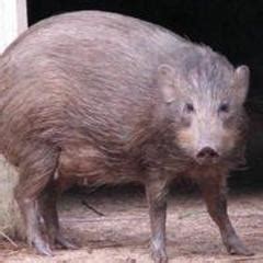 Pygmy Hog - Pygmy Hog