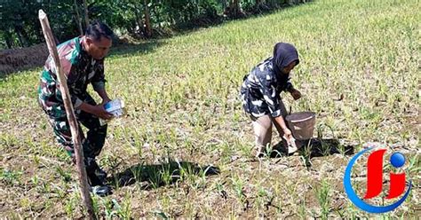 Gerakan Antisipasi Darurat Pangan Nasional Koramil Kuripan Dampingi