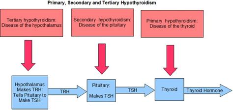 Secondary Tertiary And Low Tsh Hypothyroidism Naturopathic Doctor