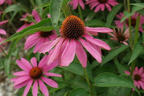 Echinacea Purpurea