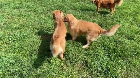 Golden Retrievers Play Fighting In Backyard Youtube