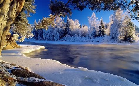 Pine Trees Beside The River HD Wallpaper Wallpaper Flare