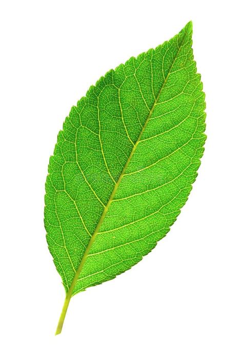 Fresh Green Leaf Isolated On White Stock Photo Image Of Garden