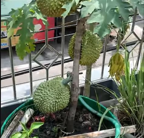 Begini Cara Tanam Durian Di Pot 3 Tahun Pasti Berbuah Lengkap Dengan