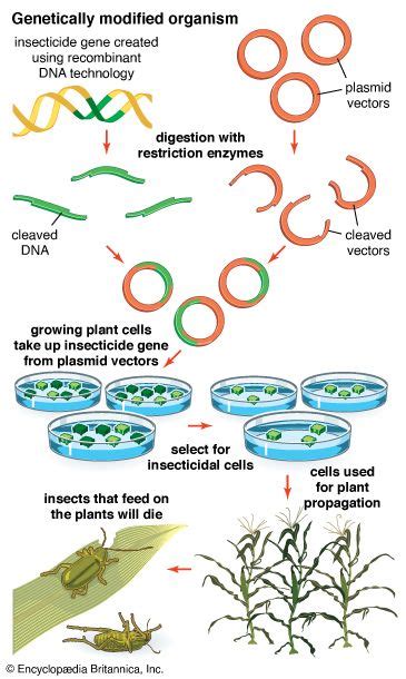 Genetically Modified Organism Gmo Definition Examples And Facts Britannica