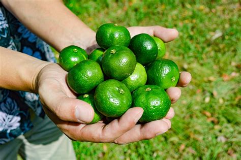 隠された効能に驚き！沖縄県産「シークヮーサー」の魅力とは？ オリオンストーリー