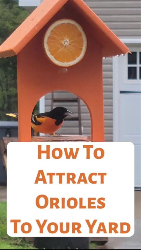 How To Attract Finches Artofit