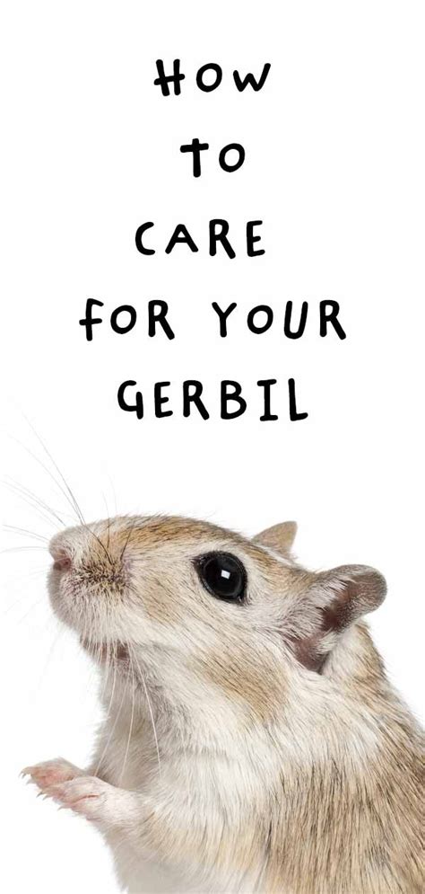 Gerbil Care Guide - Everything You Need To Know To Get Started