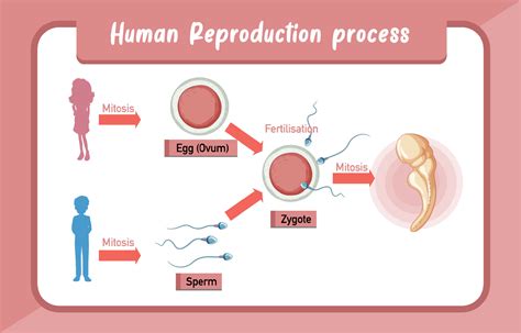 Human Reproduction Process Infographic 6238724 Vector Art At Vecteezy