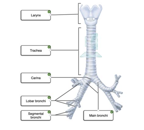 Exam 3 Respiratory System Flashcards Quizlet