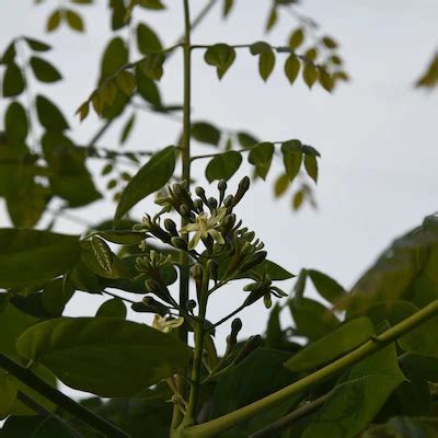 Kentucky Coffeetree | Shelby Arboretum