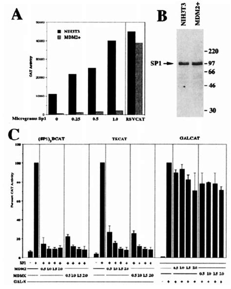 Inhibition of Sp1 activity by MDM2. ( A ) Transcriptional activity of ... 