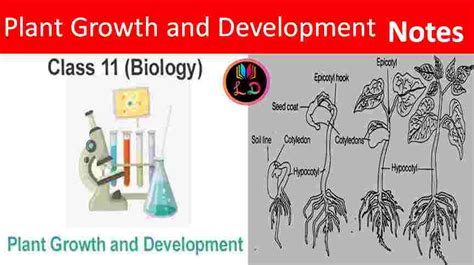 Ncert Solution Class 11th Biology Chapter 15 Plant Growth And Development Notes Last Doubt