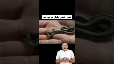 ظهور ثعبان بشكل غريب ومرعب 🐍 Shorts Youtube