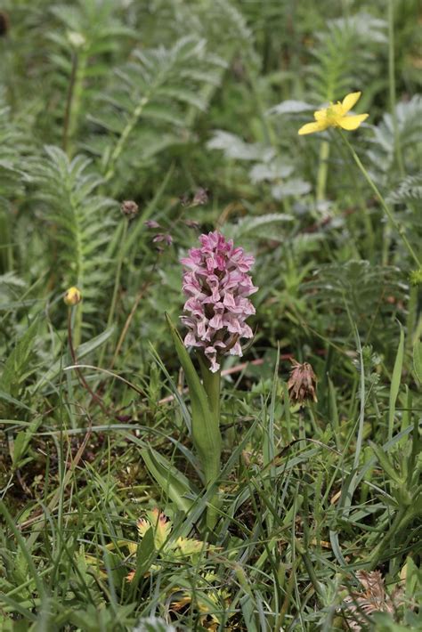 Early Marsh Orchid Dactylorhiza Incarnata Growing On The Flickr