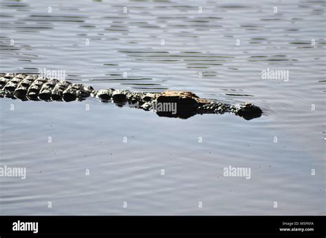 Crocodile Ranthambore National Park Rajasthan India Asia Stock