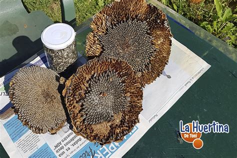 Como Y Cuando Cosechar Girasoles Y Obtener Semillas La Huertina De Toni