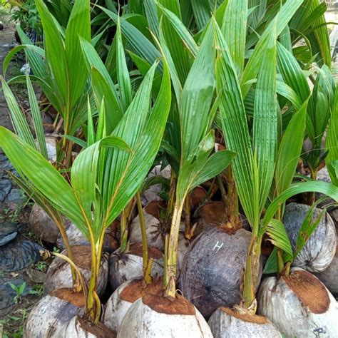 Jual Bisa Di Banyar Di Tempat Atau Cod Bibit Kelapa Hibrida Super