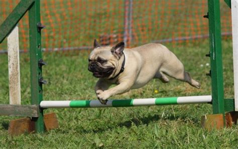 What Is Flyball Training For Dogs - Agility Events