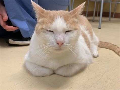 Jefferson animal clinic