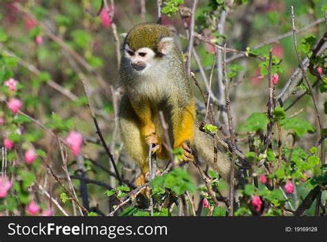 69 Monkey Bush Free Stock Photos Stockfreeimages