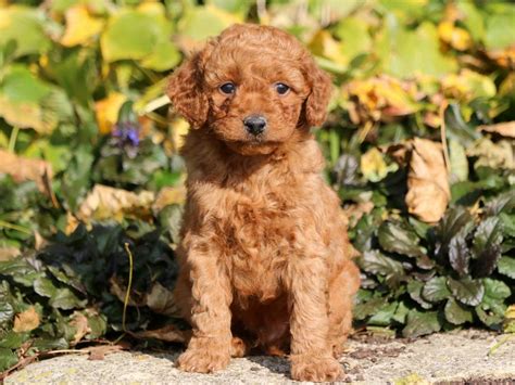 Toy Goldendoodle Puppies for Sale - Keystone Puppies