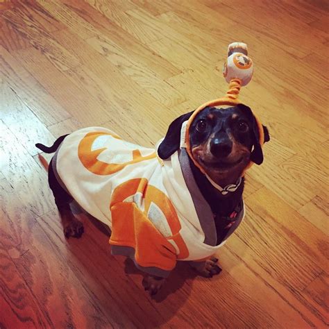 Do you like my costume? Doxie, Dachshunds, Costumes, Animals, Dachshund, Animales, Dress Up ...