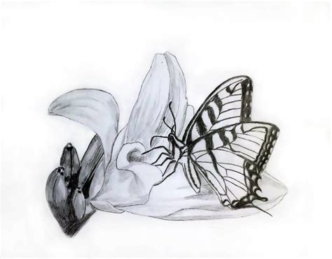 Butterfly Drawing Pencil Sketch Colorful Realistic Art Images