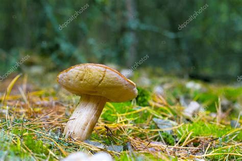 Cep Blanco En Musgo El Gran Boletus Crece En El Huerto De Agujas