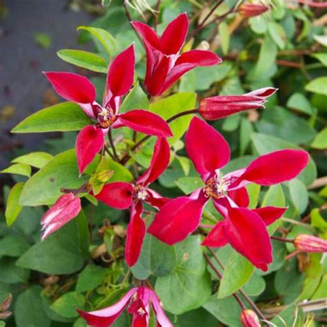 Clematis Gravetye Beauty Texensis Group For Sale Online In Eu